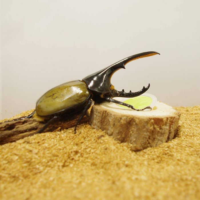 マルカン 昆虫ゼリーフルーツ農園フラット 55個の通販 ホームセンターナフコ 公式通販